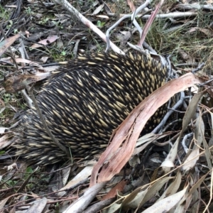 Tachyglossus aculeatus at Jinden, NSW - 5 Oct 2019
