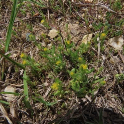 Triptilodiscus pygmaeus (Annual Daisy) at Hall Cemetery - 5 Oct 2019 by AndrewZelnik