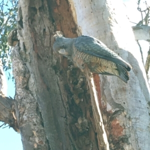 Callocephalon fimbriatum at Deakin, ACT - 7 Oct 2019