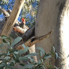 Callocephalon fimbriatum (Gang-gang Cockatoo) at GG156 - 7 Oct 2019 by KL