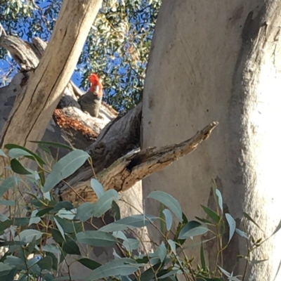 Callocephalon fimbriatum (Gang-gang Cockatoo) at Deakin, ACT - 7 Oct 2019 by KL