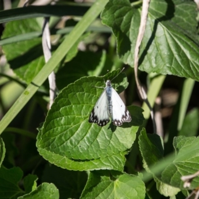 Belenois java (Caper White) at Murrumbateman, NSW - 7 Oct 2019 by SallyandPeter