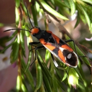 Melanerythrus mactans at Murrumbateman, NSW - 7 Oct 2019