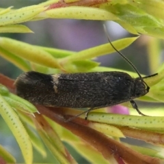 Leistomorpha brontoscopa (A concealer moth) at Murrumbateman, NSW - 7 Oct 2019 by HarveyPerkins