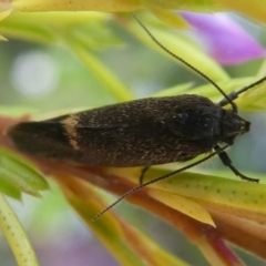 Leistomorpha brontoscopa at Murrumbateman, NSW - 7 Oct 2019