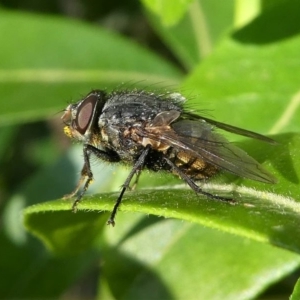 Calliphora sp. (genus) at Murrumbateman, NSW - 7 Oct 2019