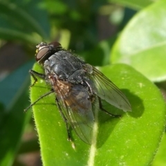 Calliphora sp. (genus) at Murrumbateman, NSW - 7 Oct 2019