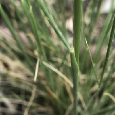 Austrostipa scabra subsp. falcata (Rough Spear-grass) at Aranda, ACT - 7 Oct 2019 by Jubeyjubes