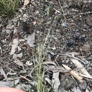 Austrostipa scabra subsp. falcata at Aranda, ACT - 7 Oct 2019 06:56 PM