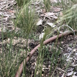 Austrostipa scabra subsp. falcata at Aranda, ACT - 7 Oct 2019 06:56 PM