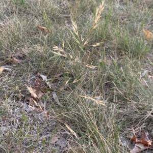 Bromus catharticus at Weston, ACT - 7 Oct 2019