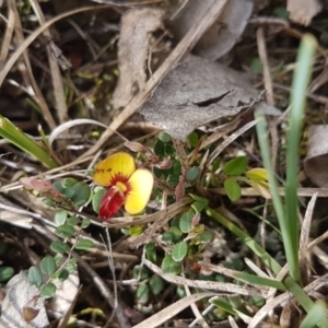 Bossiaea buxifolia at Gundaroo, NSW - 7 Oct 2019