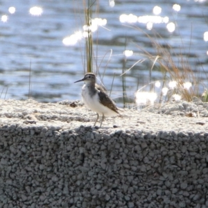 Actitis hypoleucos at Monash, ACT - 7 Oct 2019 03:52 PM