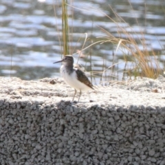 Actitis hypoleucos at Monash, ACT - 7 Oct 2019