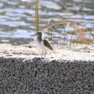 Actitis hypoleucos at Monash, ACT - 7 Oct 2019 03:52 PM