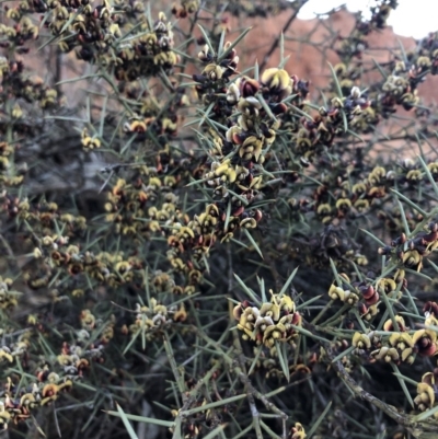 Daviesia genistifolia (Broom Bitter Pea) at Mount Ainslie - 3 Sep 2019 by JessGio