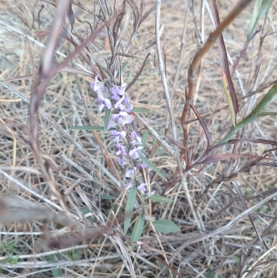 Hovea heterophylla (Common Hovea) at Majura, ACT - 2 Sep 2018 by JessGio