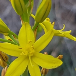 Bulbine bulbosa at Franklin, ACT - 7 Oct 2019