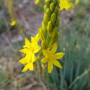 Bulbine bulbosa at Franklin, ACT - 7 Oct 2019