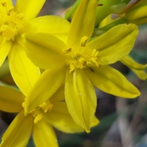 Bulbine bulbosa at Franklin, ACT - 7 Oct 2019