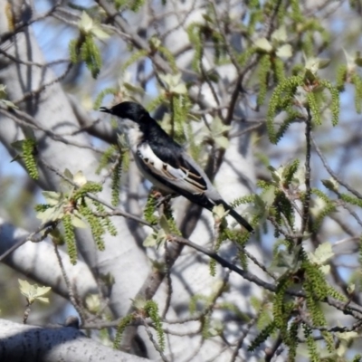 Lalage tricolor (White-winged Triller) at Tuggeranong Creek to Monash Grassland - 7 Oct 2019 by RodDeb