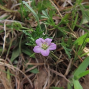 Geranium potentilloides at Hall, ACT - 5 Oct 2019