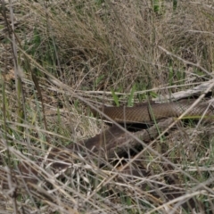 Pseudonaja textilis (Eastern Brown Snake) at Hall, ACT - 6 Oct 2018 by AndyRoo