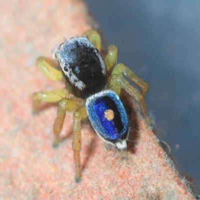 Maratus hesperus (Venus Peacock Spider) at Watson, ACT - 7 Oct 2019 by Harrisi