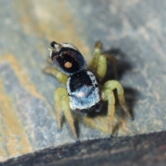 Maratus hesperus at Watson, ACT - 7 Oct 2019