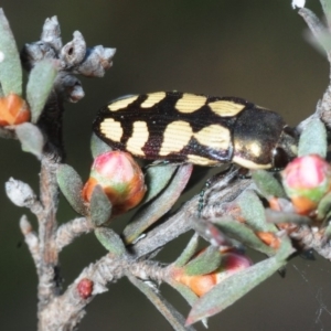 Castiarina decemmaculata at Hackett, ACT - 7 Oct 2019