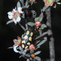 Castiarina decemmaculata at Hackett, ACT - 7 Oct 2019