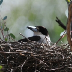 Cracticus torquatus (Grey Butcherbird) at Watson Woodlands - 7 Oct 2019 by Harrisi