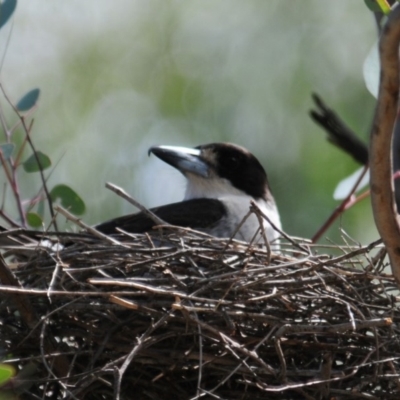 Cracticus torquatus (Grey Butcherbird) at Watson, ACT - 7 Oct 2019 by Harrisi