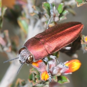 Melobasis propinqua at Queanbeyan West, NSW - 7 Oct 2019 08:57 AM