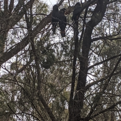 Calyptorhynchus lathami (Glossy Black-Cockatoo) at Lower Borough, NSW - 6 Oct 2019 by MissFrench