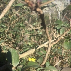 Berberis aquifolium (Oregon Grape) at Majura, ACT - 7 Oct 2019 by WalterEgo