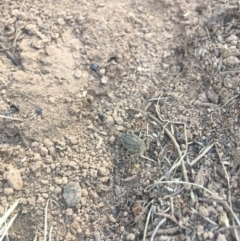 Lychas marmoreus (Little Marbled Scorpion) at Majura, ACT - 7 Oct 2019 by WalterEgo