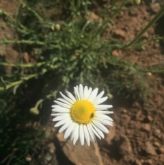 Brachyscome diversifolia var. diversifolia (Large-headed Daisy) at Majura, ACT - 7 Oct 2019 by WalterEgo