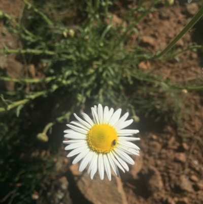 Brachyscome diversifolia var. diversifolia (Large-headed Daisy) at Majura, ACT - 7 Oct 2019 by WalterEgo