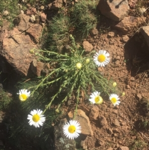 Brachyscome diversifolia var. diversifolia at Majura, ACT - 7 Oct 2019 03:58 PM