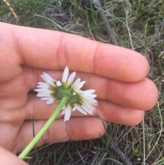 Brachyscome diversifolia var. diversifolia at Majura, ACT - 7 Oct 2019 03:58 PM