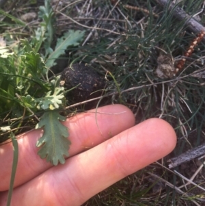 Brachyscome diversifolia var. diversifolia at Majura, ACT - 7 Oct 2019 03:58 PM