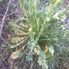 Brachyscome diversifolia var. diversifolia at Majura, ACT - 7 Oct 2019 03:58 PM