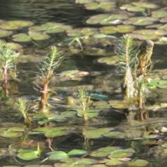 Myriophyllum sp. (Water-milfoil) at Tuggeranong Creek to Monash Grassland - 2 Oct 2019 by michaelb