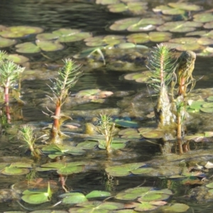 Myriophyllum sp. at Monash, ACT - 2 Oct 2019 06:43 PM