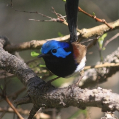 Malurus lamberti (Variegated Fairywren) at Guerilla Bay, NSW - 6 Oct 2019 by LisaH