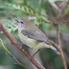 Acanthiza lineata (Striated Thornbill) at Broulee, NSW - 6 Oct 2019 by LisaH