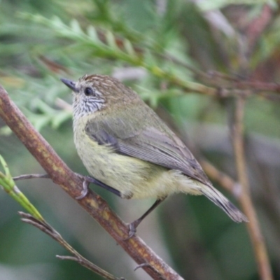 Acanthiza lineata (Striated Thornbill) at Broulee, NSW - 6 Oct 2019 by LisaH