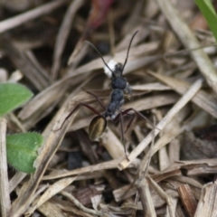 Camponotus suffusus at Moruya, NSW - 6 Oct 2019 12:56 PM