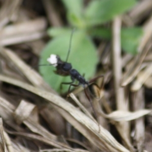 Camponotus suffusus at Moruya, NSW - 6 Oct 2019 12:56 PM